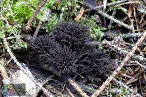 Stemonitis fusca.jpg